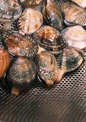 ❀アサリの砂抜き❀-レシピのメイン写真