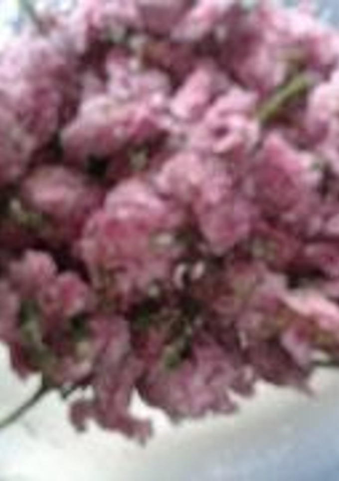 桜の花の塩漬け-レシピのメイン写真