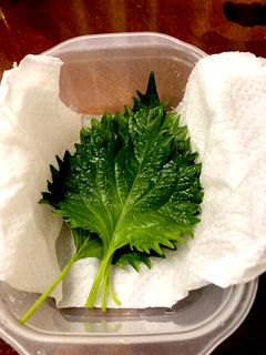 大葉を上手に保存して無駄なく-レシピのメイン写真