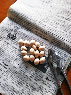 新聞紙で銀杏 必ず500wでチンしてね!-レシピのメイン写真