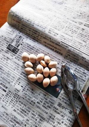 新聞紙で銀杏 必ず500wでチンしてね！-レシピのメイン写真