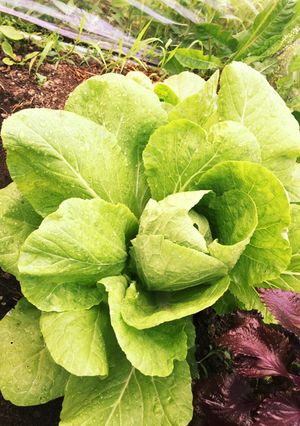 野菜ステーキ-レシピのメイン写真