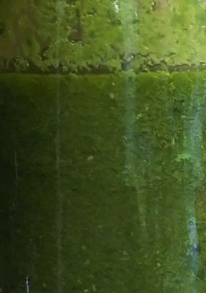 適当!緑茶の茶殻のオイル漬け-レシピのメイン写真