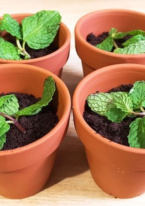 植木鉢ティラミス-レシピのメイン写真