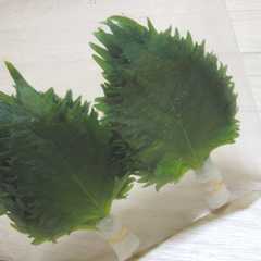 รูปของ 大葉の保存方法☆20日間