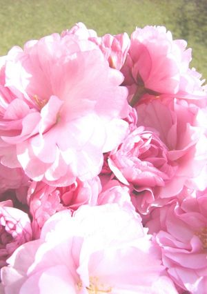 美しさよ永遠に！桜の塩漬け（梅酢漬け）-レシピのメイン写真