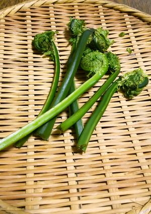【野菜ソムリエ】こごみの下処理-レシピのメイン写真
