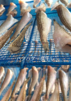 ハタハタ一夜干し(干物)作り方-レシピのメイン写真