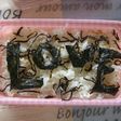 お弁当には昆布&煎り胡麻ゴハン♪