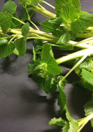 わさびの花茎すし酢和え-レシピのメイン写真