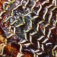 キャベツのたまご焼き≪お好み焼き風≫
