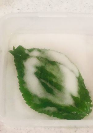 桜の葉の塩漬け-レシピのメイン写真
