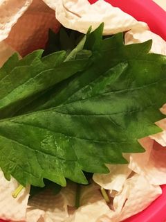しなっと大葉も大復活! 大葉の保存法-レシピのメイン写真