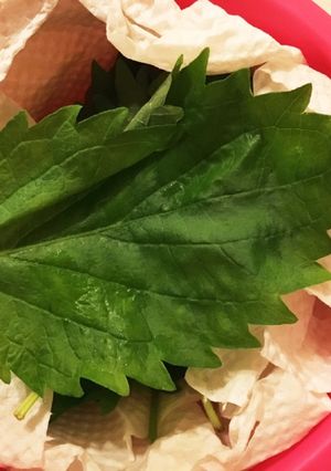 しなっと大葉も大復活！ 大葉の保存法-レシピのメイン写真