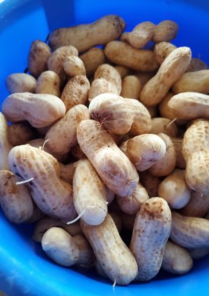 茹で落花生-レシピのメイン写真