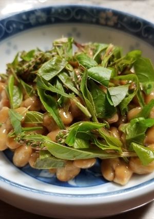 納豆にウワミズザクラの蕾の芽をトッピング-レシピのメイン写真