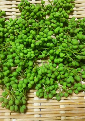 【野菜ソムリエ】山椒の実の下処理-レシピのメイン写真