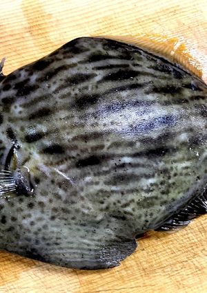 簡単！カワハギの下ろし方-レシピのメイン写真