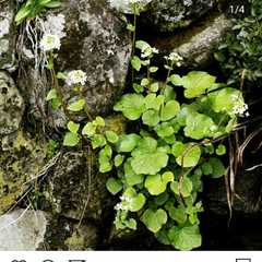 รูปของ 葉わさび醤油漬け