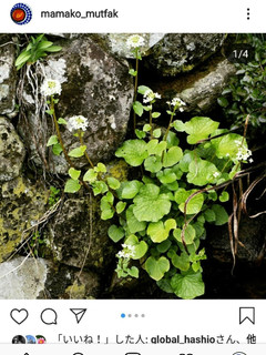 葉わさび醤油漬け-レシピのメイン写真