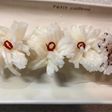 飾り大根の菊花の甘酢つけ