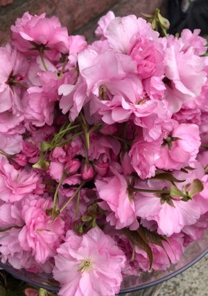 八重桜の塩漬け-レシピのメイン写真