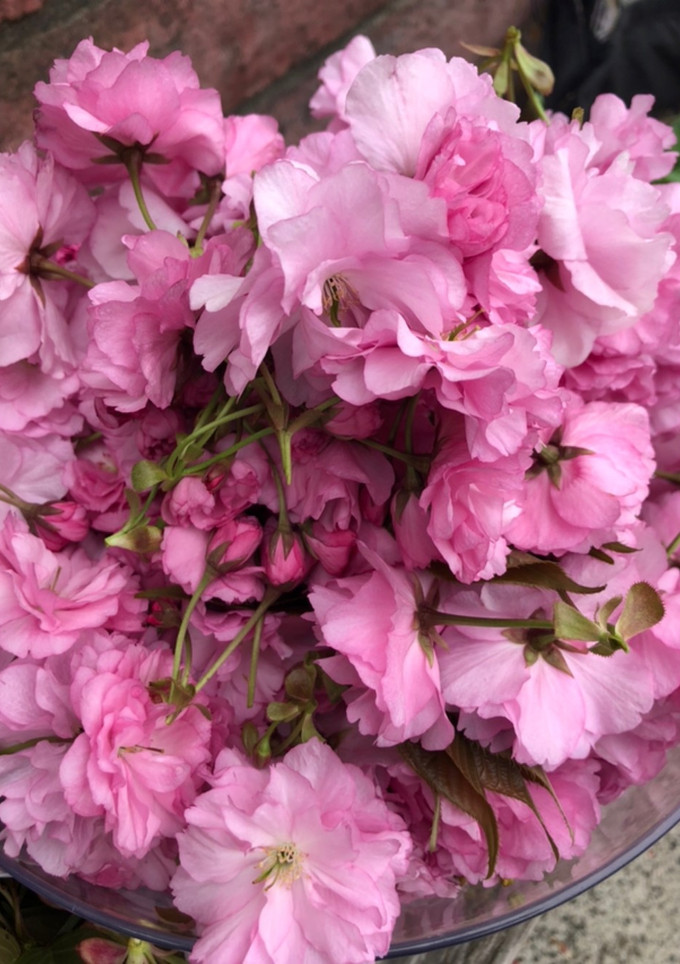 八重桜の塩漬け-レシピのメイン写真