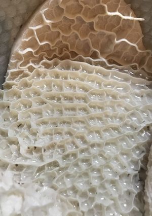 【トリッパ】ハチノスの下処理-レシピのメイン写真