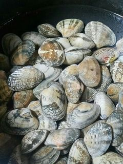 アサリの美味しい保存法-レシピのメイン写真