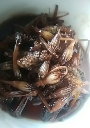 つくしの甘露煮-レシピのメイン写真
