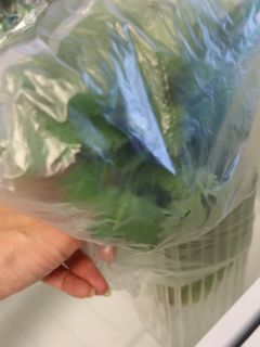 パクチーを長持ちさせる保存方法-レシピのメイン写真