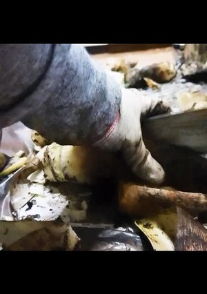 超簡単筍の皮の剥き方-レシピのメイン写真