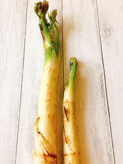 山うどの下処理方法-レシピのメイン写真
