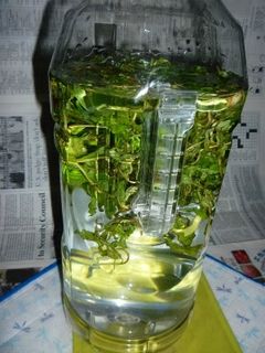 スペアミント酒を作る-レシピのメイン写真