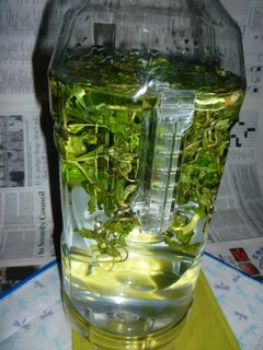 スペアミント酒を作る-レシピのメイン写真