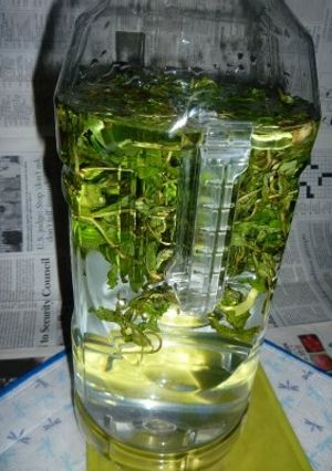 スペアミント酒を作る-レシピのメイン写真