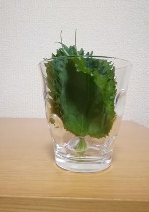大葉の簡単保存法(最大３週間)-レシピのメイン写真
