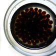 簡単!ブラックタピオカの戻し方☆コツあり