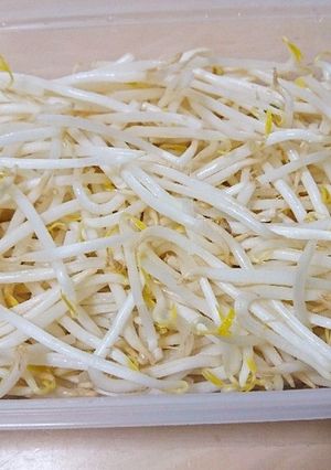 もやしの長持ち保存法-レシピのメイン写真
