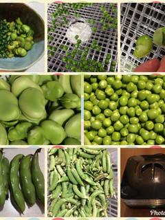そら豆、えんどう豆のおやつ-レシピのメイン写真