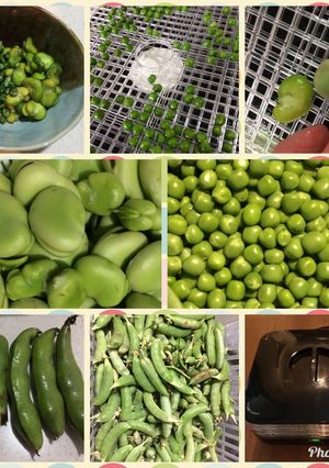 そら豆、えんどう豆のおやつ-レシピのメイン写真