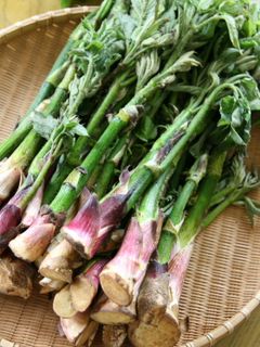 山うどの佃煮&調理法!-レシピのメイン写真