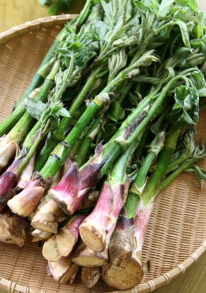 山うどの佃煮＆調理法！-レシピのメイン写真