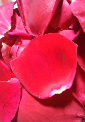 材料3つ♪薔薇のシロップ-レシピのメイン写真