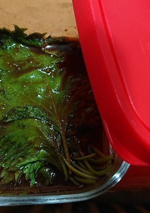 大葉のピリ辛漬け-レシピのメイン写真
