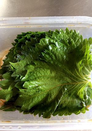 大葉醤油漬け-レシピのメイン写真