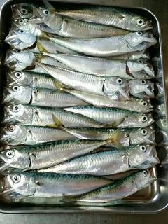 手作り鯖の水煮( ˙꒳˙ )-レシピのメイン写真
