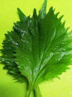 大葉の保存♪-レシピのメイン写真