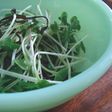 箸休めに!カイワレ大根の塩昆布和え