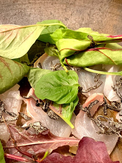 塩昆布の旨味★鯛の昆布締め風サラダ-レシピのメイン写真